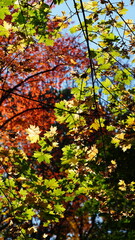 The colorful and beautiful leaves on the trees in autumn
