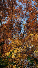 The colorful and beautiful leaves on the trees in autumn
