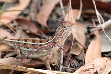 Small Australian Lizard 