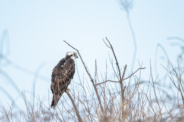 名前忘れたけど猛禽類だと思う