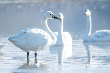 Fototapeta premium 越冬してきたハクチョウ