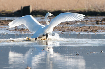 越冬してきたハクチョウ