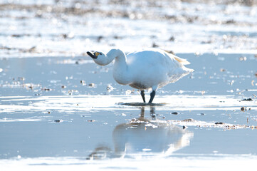 越冬してきたハクチョウ