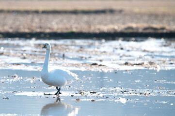 越冬してきたハクチョウ