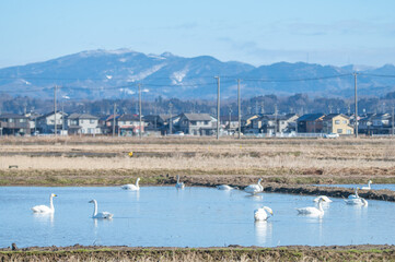 越冬してきたハクチョウ