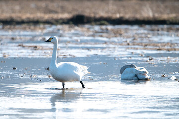 越冬してきたハクチョウ