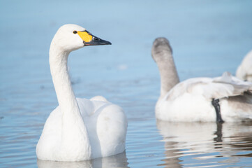 越冬してきたハクチョウ