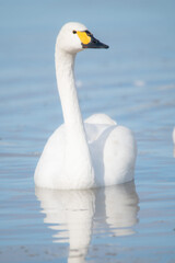 越冬してきたハクチョウ