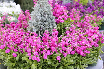 Obraz premium pink matthiola 