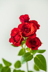 nice rose in the vase