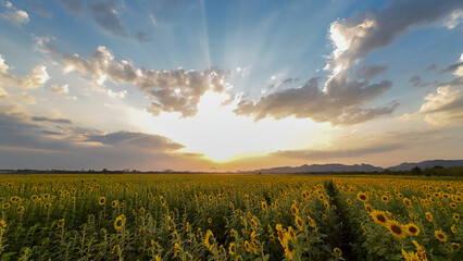 Sunflower, Agricultural Field, Horizon, Gold Colored, Agriculture