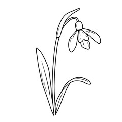 January birth month flower snowdrop line art vector illustration. Hand drawn black ink sketch isolated on white. Outline floral doodle