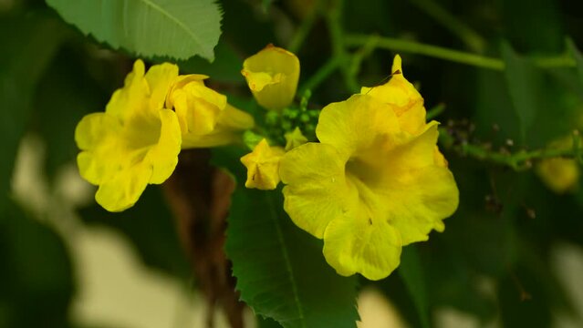 A close up view of the Tecoma Stance