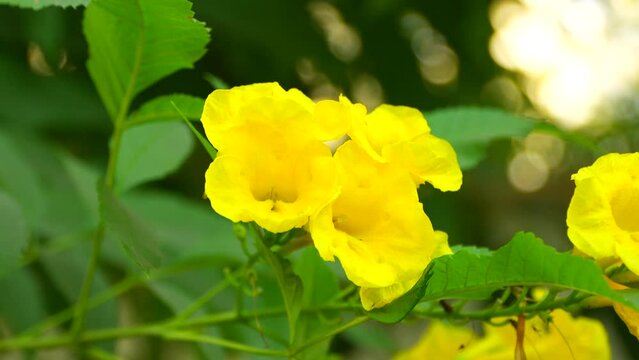 Tecoma Stance's flowers move slowly in the wind