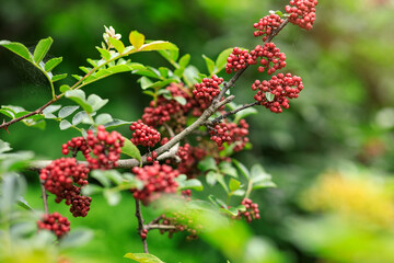 Sichuan Pepper  grow on tree