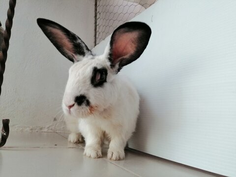 Mi hermoso conejo