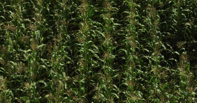 Farming and agribusiness concept, view from air on corn plants growing in rows in field, 4K, Prores