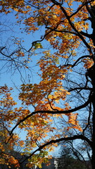 The colorful and beautiful leaves on the trees in autumn