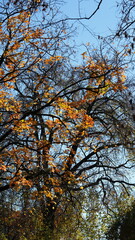 The colorful and beautiful leaves on the trees in autumn