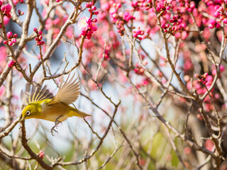 早春の紅梅にメジロ