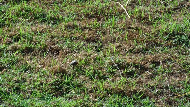 Solo hermit crab with shell walking and climbing through grassy lawn towards ocean water on a remote tropical island