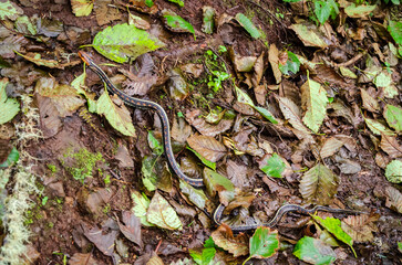 A Snake at Cape Lookout State Park in Oregon