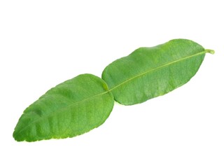 Obraz premium Fresh organic kaffir lime leaves without chemicals, green leaves, placed on a white background.