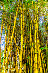 Golden Hawaiian Bamboo Foster Botanical Garden Honolulu Oahu Hawaii