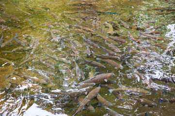 Fish in The Bonneville Lock and Dam in Oregon