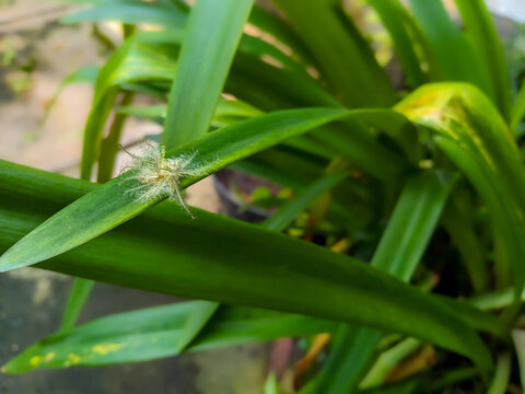  shell or skin of the Common Baron Caterpillar, Euthalia aconthea Caterpillar on a flower leaf