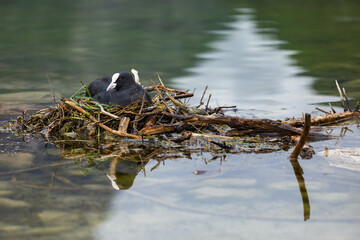 Eurasian coot, Fulica atra sitting on the nest