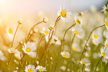 Daisy Chamomile background. Beautiful nature scene with blooming chamomilles in sun flare. Sunny day. Summer flowers.