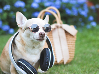 brown chihuahua dog wearing sunglasses and headphones around neck  sitting  with straw bag  on ...