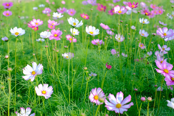colorful cosmos flowers in the garden, selective soft focus, for nature background