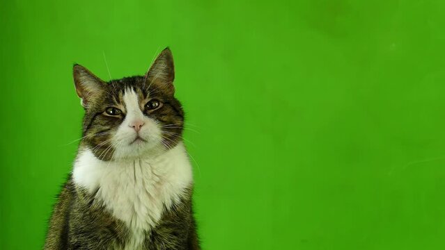 The cat closes his eyes from the pleasure of copying space. Gray cat isolated on green screen 4K in slow motion. Emotions of a cat blank for advertising. Pet chromakey footage.