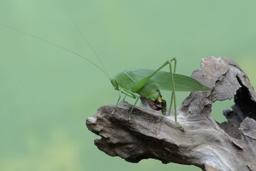 A long-legged grasshopper is foraging on rotting tree trunks. This insect has the scientific name...