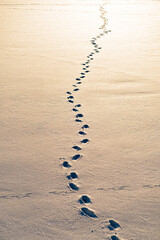 footprints on the snow in sunset