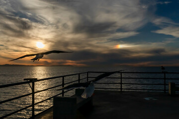 Two Close-up Gulls Flying Toward Dark Sunset with Prism in Clouds, Huntington Beach, California,...