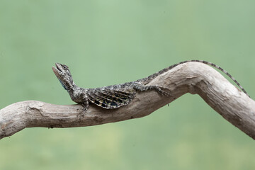 A flying dragon is sunbathing before starting its daily activities. This reptile has the scientific...