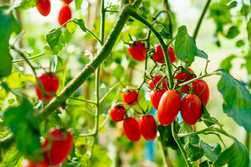 Long red ripe tomato growing in greenhouse with sunshine in morning.