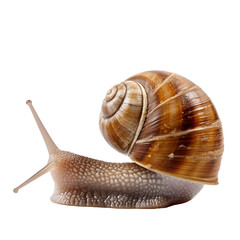 Portrait of Snail isolated on a transparent background. Animal PNG element.