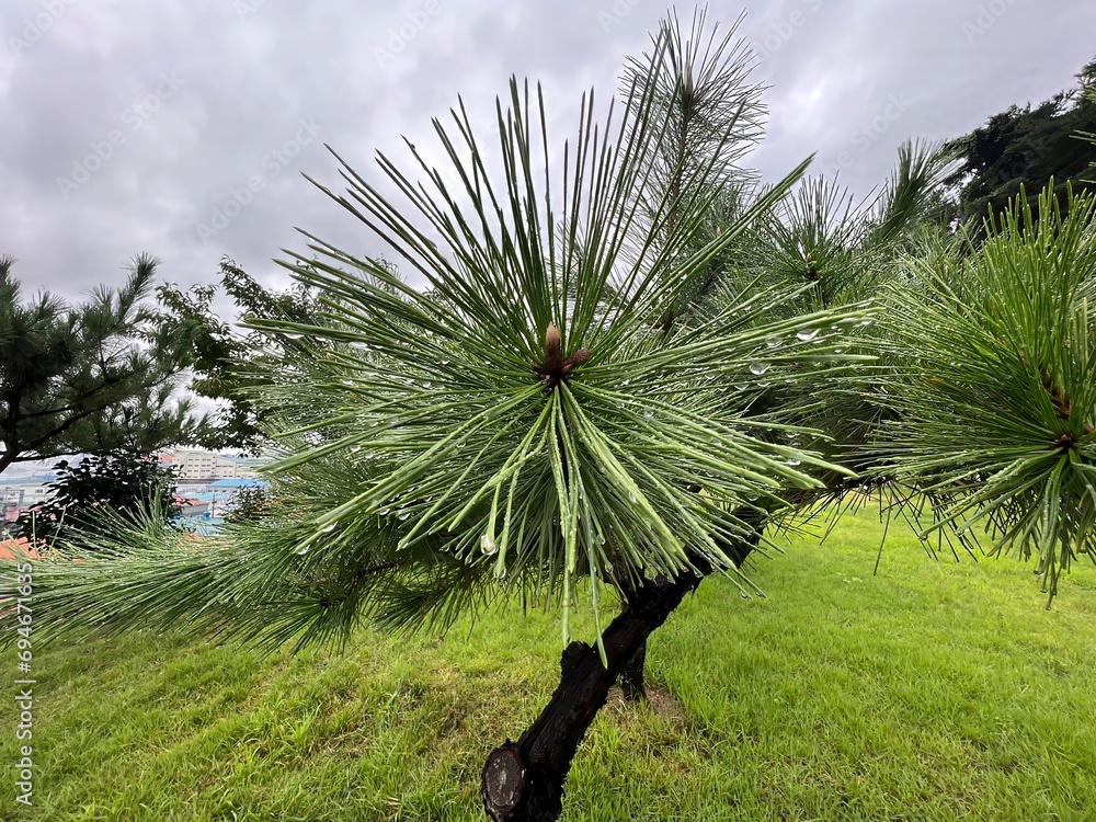 Wall mural pine tree in the snow