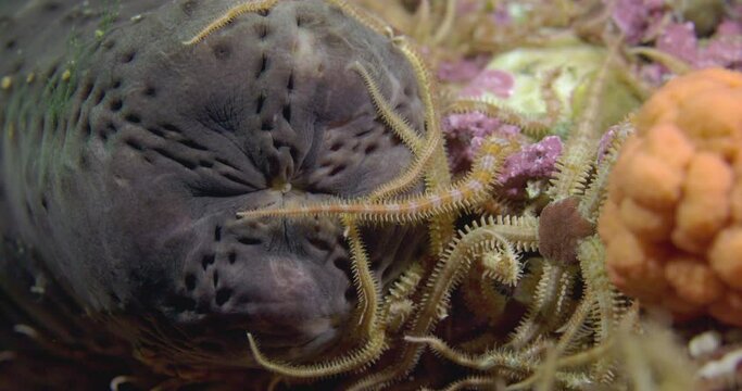 Sea cucumber shot while diving in 4K 60 fps slow motion on a nice reef in cold water north Atlantic. 