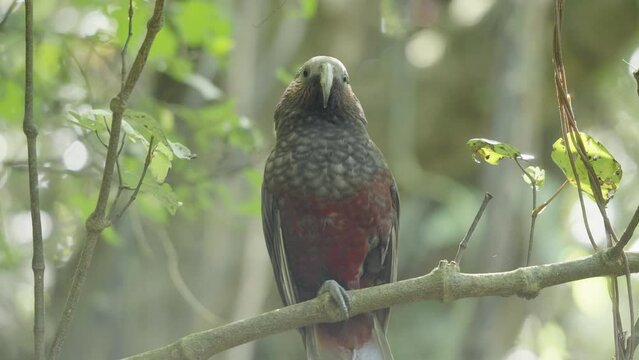 New Zealand Kaka Parrot On Tree Branch - Close Up