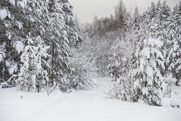 Winter forest covered with snow. Winter landscape.