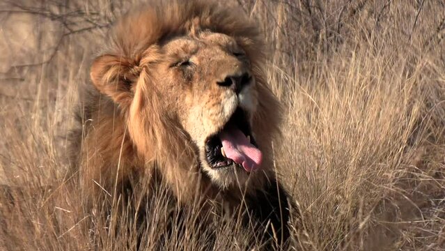 An old kalahari male lion shows his broken teeth while yawning. Close up.