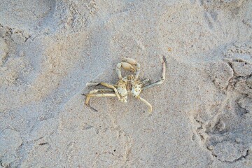 Death crab on white clear sand beach, seashore crisis or life circle of crab on seaside beach front in sunny day.