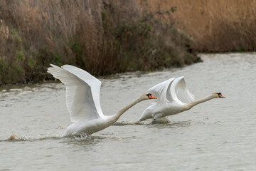 Two beautiful Mute Swan (Cygnus olor) taking off from water. Gelderland in the Netherlands.                                     