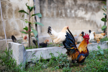 Rooster and his hen. Colorful rooster and chickens © urzine