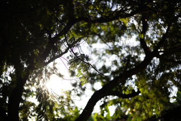 Silhouette Of Tamarind Tree